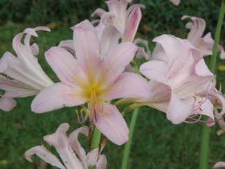 lilies.jpg