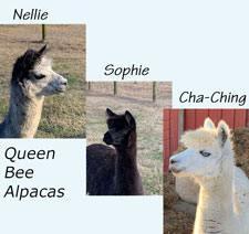 melissa-alpacas2_med