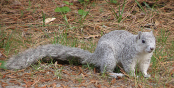 squirrel-delmarva.jpg