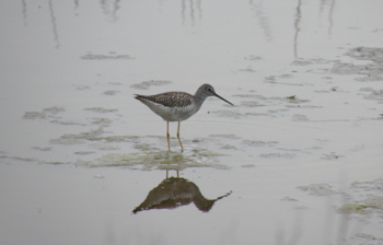 yellow-legs.jpg